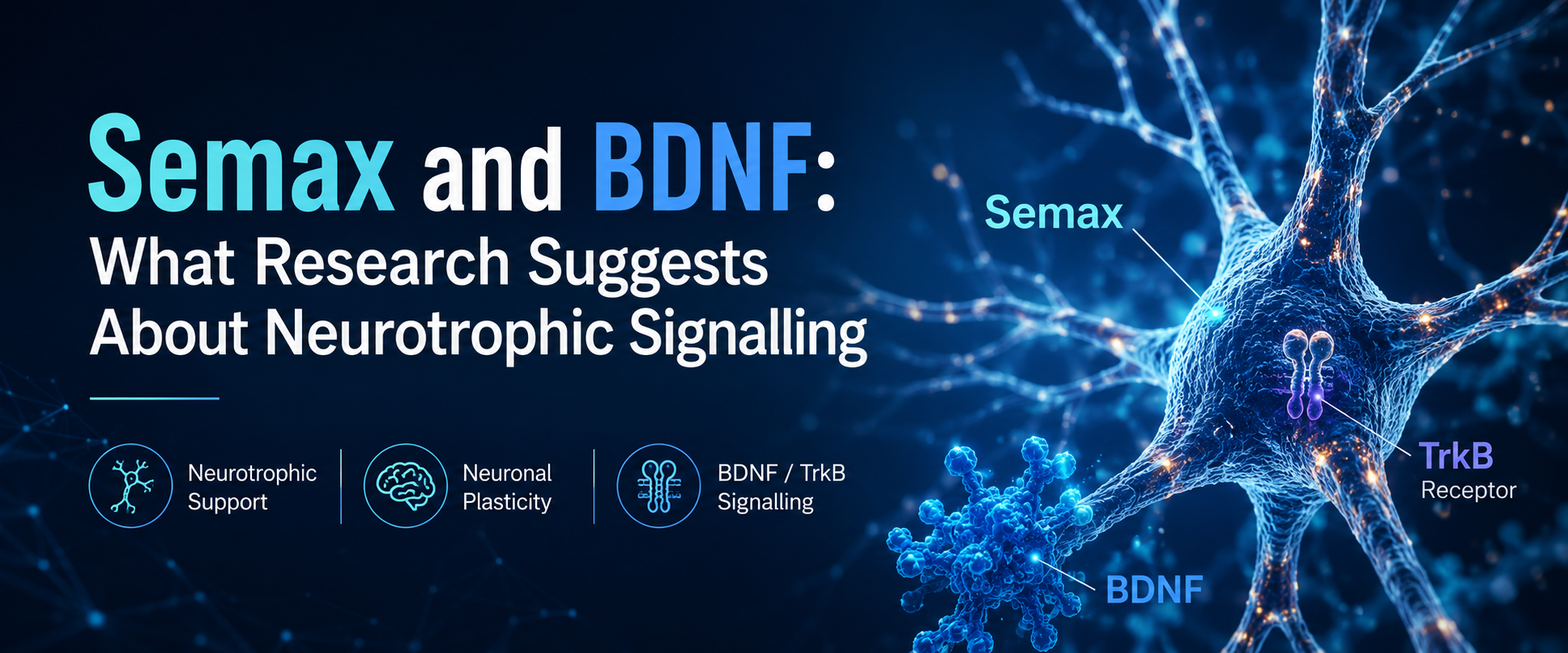 Semax and BDNF